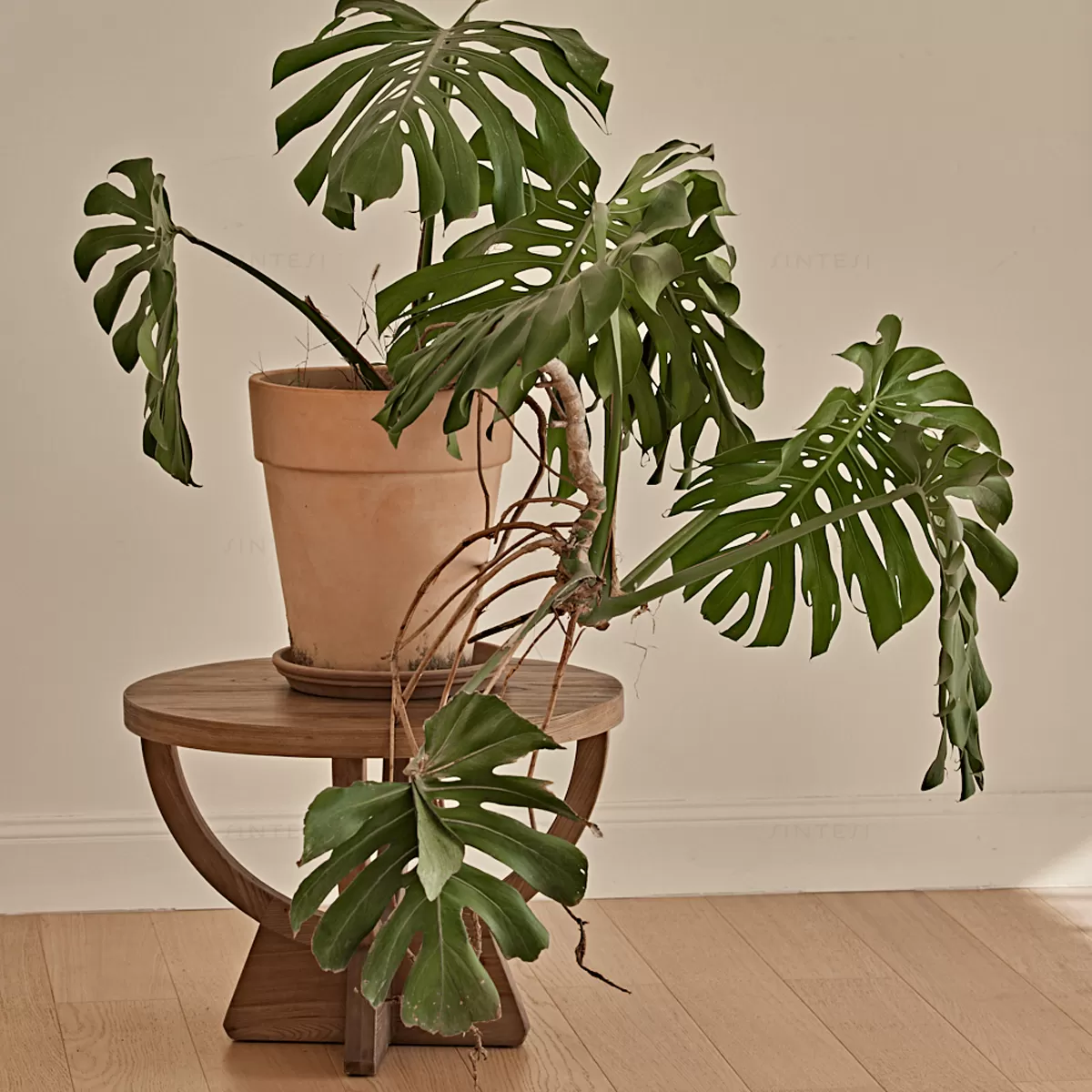 طاولة وسط خشب الدردار elm الطبيعي